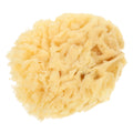 Natural Sea Sponge Painting Tools for Kids Artists Highly Absorbent Durable Sponges Watercolor Acrylic Texture Painting Reusable - Sun Studio