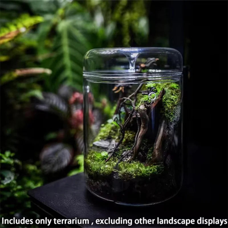 Glass Bottles Creativity Dew Collection Glass Vase Micro Landscape Succulent Moss Landscape Glass Terrarium Home Decor - Sun Studio